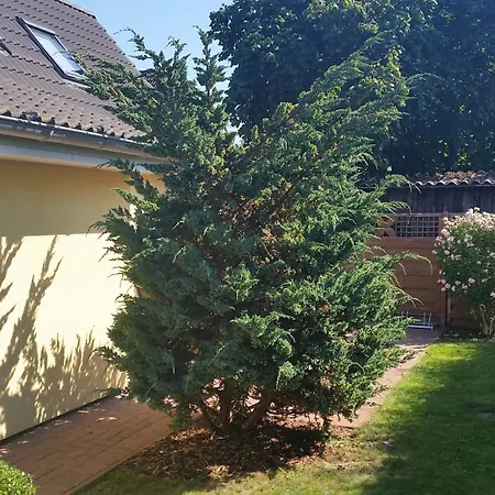 Sonnenblume - Sonne 1 Links * Zingst